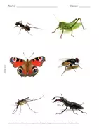 Vorschau - Bildkarten - Bildkarten: Insekten betrachten - Seite 2