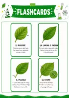 anteprima - Flashcard - Classificare le foglie scuola primaria - Flashcards - Pagina 1
