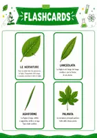 anteprima - Flashcard - Classificare le foglie scuola primaria - Flashcards - Pagina 2