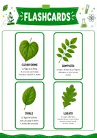 anteprima - Flashcard - Classificare le foglie scuola primaria - Flashcards - Pagina 3