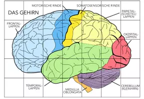 Vorschau - Spiele - Das Gehirn – Puzzle - Seite 1