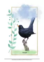 Vorschau - Bildkarten - Stilles Bilderbuch Vögel Beschäftigung für Demente Demenz Alzheimer - Seite 3