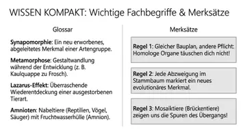 Vorschau - Arbeitsblätter - Stammbaum der Wirbeltiere Biologie Klasse 8 PLUS Lernposter - Seite 2