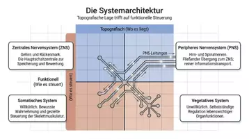 Vorschau - Arbeitsblätter - Nervensystem Aufbau Biologie Arbeitsheft PLUS Lernposter - Seite 3