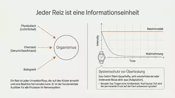 Vorschau - Arbeitsblätter - Sinneszellen und Reize Biologie Arbeitsheft PLUS Lernposter - Seite 3