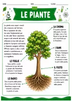 anteprima - Esercizi - Le piante scuola primaria - Pagina 1