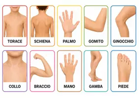 anteprima - Flashcard - Flashcard per italiano L2 o metodo globale - Pagina 2