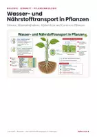 Vorschau - Unterrichtsreihen - Tiere & Pflanzen Biologie Paket – 13 Lernhefte von Amphibien bis Fotosynthese - Seite 1