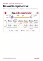 Vorschau - Arbeitsblätter - Der menschliche Körper Biologie Paket – 14 Lernhefte: Organe, Sinne & Nerven - Seite 1