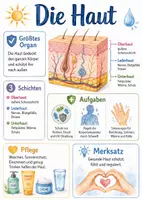 Vorschau - Arbeitsblätter - Lernposter + Arbeitsblätter zum Thema "Haut" + Lösung & MP3 + Mindmap + Infografik - Deckblatt