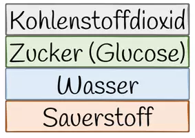 Vorschau - Mal- und Bastelvorlagen - Pflanzenzelle (Aufbau und Struktur) Bastelvorlage | Biologie Klasse 7/8 - Seite 2