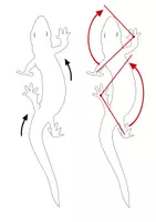 Vorschau - Mal- und Bastelvorlagen - Eidechse (Laufbewegung) - Bastelvorlage | Biologie Klasse 7/8 - Seite 2