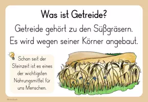 Vorschau - Arbeitsblätter - Getreide - Infokartei und Steckbriefe - Seite 3
