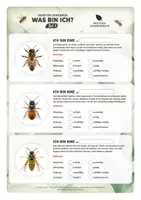 Vorschau - Arbeitsblätter - Bestimmungsheft Insekten: Biene, Wespe & Co - Seite 2