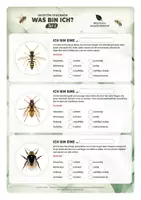 Vorschau - Arbeitsblätter - Bestimmungsheft Insekten: Biene, Wespe & Co - Seite 3