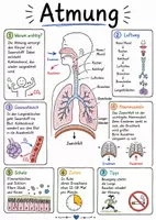 Vorschau - Arbeitsblätter - Lernposter + Arbeitsblätter zum Thema "Atmung" + Lösung & Fragen & MP3 + Mindmap + Infografiken - Deckblatt