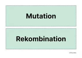 Vorschau - Mal- und Bastelvorlagen - Übungskarten Evolution Selektion Artbildung Evolutionsfaktoren - Seite 2