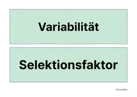 Vorschau - Mal- und Bastelvorlagen - Übungskarten Evolution Selektion Artbildung Evolutionsfaktoren - Seite 3