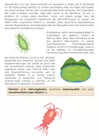 Vorschau - Arbeitsblätter - Das Plankton: Texte, Übungen, Lückentext, - Seite 2