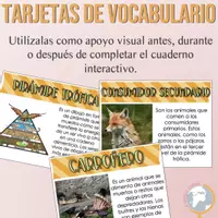 Vista previa - Tarjetas / Manipulativos - Cadena alimenticia Cuaderno interactivo de vocabulario - página 3