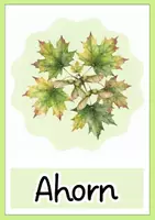 Vorschau - Poster - 12 Bilder - Laub-und Nadelbäume - Seite 3