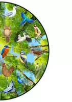 Aperçu - Jeux - Cherche et trouve les oiseaux - Page 2