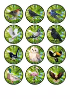 Aperçu - Jeux - Cherche et trouve les oiseaux - Page 3