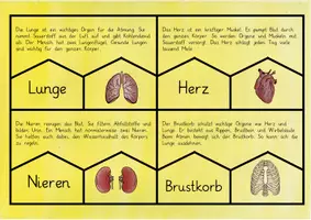 Vorschau - Spiele - Der menschliche Körper (Organe & Skelett): Legepuzzle - Sachunterricht - Kl. 3/4 - Seite 2