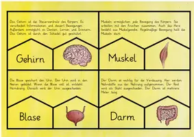 Vorschau - Spiele - Der menschliche Körper (Organe & Skelett): Legepuzzle - Sachunterricht - Kl. 3/4 - Seite 3
