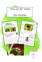 Vorschau - Stationenlernen - Tiere auf der Wiese: Die Hummel (Lerntheke) - Deckblatt