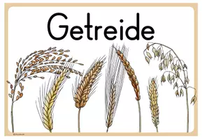 Vorschau - Unterrichtsreihen - Getreide - Themenplakat und Reihentransparenz - Seite 3