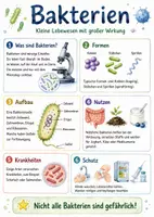 Vorschau - Arbeitsblätter - Lernposter + Arbeitsblätter zum Thema "Bakterien" + Lösung & MP3 + Mindmap + Infografik - Deckblatt