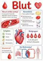 Vorschau - Arbeitsblätter - Lernplakat + Arbeitsblätter zum Thema "Blut" + Lösung & Fragen & MP3 + Mindmap + Infografik - Deckblatt