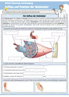 Vorschau - Arbeitsblätter - Aufbau und Funktion der Muskulatur | Arbeitsblätter mit Lösungen und Präsentation für die Klassen 6, 7 und 8 - Seite 2
