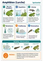Vorschau - Arbeitsblätter - Biologie Spickzettel Paket – 18 Lernzettel von Zelle bis Evolution - Seite 1