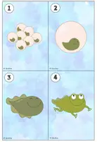 Vorschau - Arbeitsblätter - Lesespaziergang Frosch - 3 Differenzierungen - Seite 2