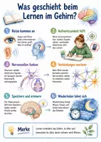 Vorschau - Arbeitsblätter - Lernposter + Arbeitsblätter zum Thema "Was geschieht beim Lernen im Gehirn?" + Lösung & MP3 + Mindmap + Infografik - Deckblatt