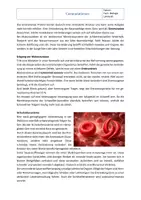 Vorschau - Arbeitsblätter - Genetik: Genmutation mit Lösung - Seite 2