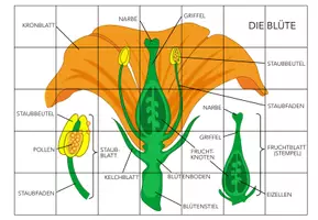 Vorschau - Spiele - Aufbau der Blüte – Puzzle - Seite 1