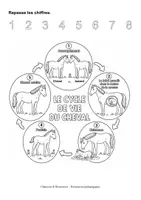 Aperçu - Feuilles d'exercices - Kit pédagogique : Cycle de vie de la coccinelle, de la grenouille, du papillon, de l'abeille, de la poule et du cheval - Page 1
