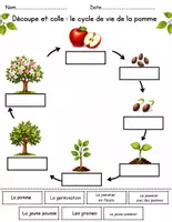 Aperçu - Matériel pour travaux manuels / dessin - Cycle de vie de pomme fiches d'activitè - Page 1