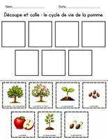 Aperçu - Matériel pour travaux manuels / dessin - Cycle de vie de pomme fiches d'activitè - Page 2