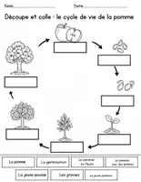Aperçu - Matériel pour travaux manuels / dessin - Cycle de vie de pomme fiches d'activitè - Page 3
