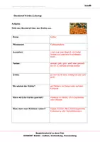 Vorschau - Arbeitsblätter - Kürbis - Arbeitsblätter mit Lösungen - Seite 3