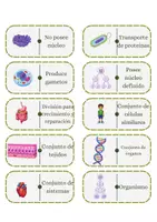 Vista previa - Unidades / Secuencias / Situaciones de Aprendizaje - Dominó célula - página 3