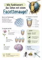 Vorschau - Arbeitsblätter - Lernplakat + Arbeitsblätter zum Thema "Wie funktioniert das Sehen mit einem Facettenauge?" + Lösung & MP3 + Mindmap + Infografik - Deckblatt