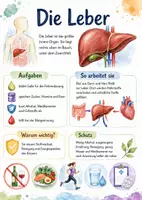 Vorschau - Arbeitsblätter - Lernplakat + Arbeitsblätter zum Thema "Leber" + Lösung & MP3 + Mindmap + Infografik - Deckblatt