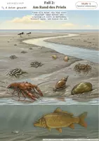 Vorschau - Stundenentwürfe - Ökosystem Wattenmeer - Detektiv-Logikrätsel zu Lebensräumen und Angepasstheit | Biologie Klasse 5/6 - Seite 3