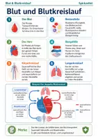 Vorschau - Arbeitsblätter - Blut & Immunsystem komplett – 12 Materialien Biologie - Seite 1