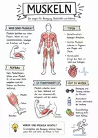 Vorschau - Arbeitsblätter - Lernplakat + Arbeitsblätter zum Thema "Muskel" + Lösung & MP3 + Mindmap + Infografik - Deckblatt